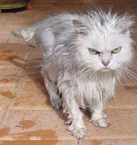 wet-cat