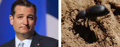 ted cruz and a bug
