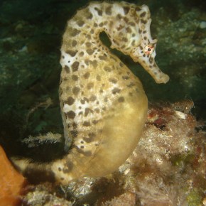 7 Grossest Seahorse Pregnancy Secrets No One Will Tell&nbsp;You