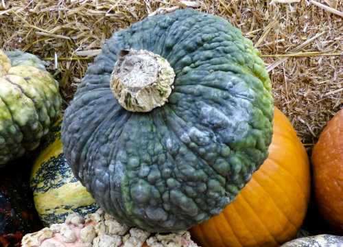 5b-blue-bumpy-final-2