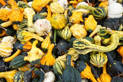 big group of gourds.jpg