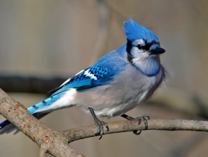 cyanocitta_cristata_blue_jay