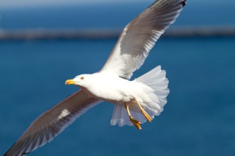 seagull-295875_960_720