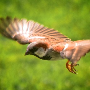 5 Birds To Fantasize About Living As For The Rest Of Election&nbsp;Season