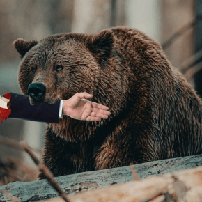 Democrat Hopes Meeting Bear In Middle Will Stop In-Progress&nbsp;Mauling